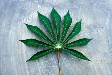 Yaprak nesneleri ile doğal arkaplan