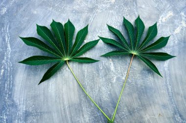 Yaprak nesneleri ile doğal arkaplan