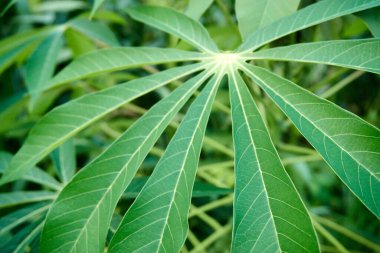 Yaprak nesneleri ile doğal arkaplan