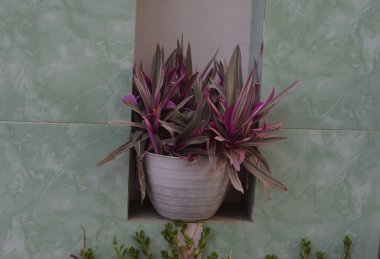 Güzel ve güzel bir çalılık.