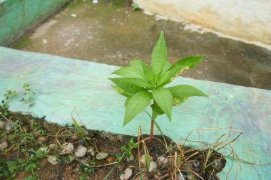 Güzel ve güzel bir çalılık.