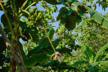 Güzel ve güzel bir çalılık.