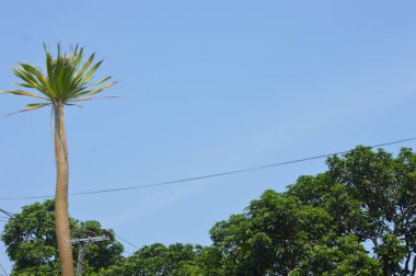 Gökyüzü ve ağaçların doğal görüntüsü