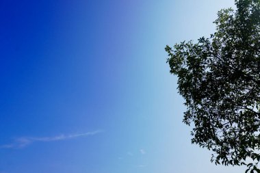 Gökyüzü ve ağaçların doğal görüntüsü
