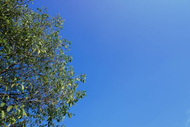 Natural view of sky and trees clipart
