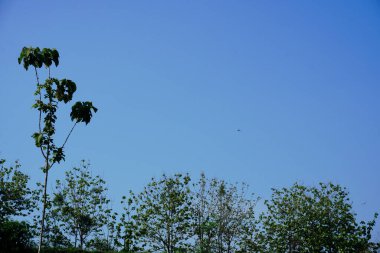 Gökyüzü ve ağaçların doğal görüntüsü