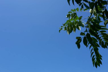 Gökyüzü ve ağaçların doğal görüntüsü