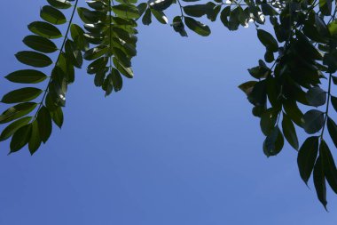 Gökyüzü ve ağaçların doğal görüntüsü