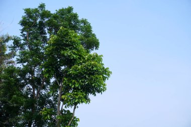 Gökyüzü ve ağaçların doğal görüntüsü