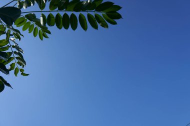 Gökyüzü ve ağaçların doğal görüntüsü