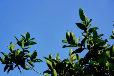 Gökyüzü ve ağaçların doğal görüntüsü