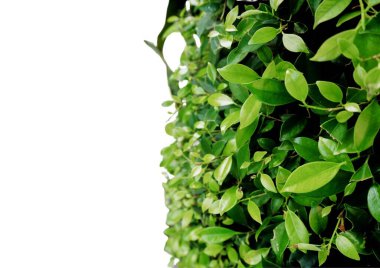 Yaprak nesneleri ile doğal arkaplan