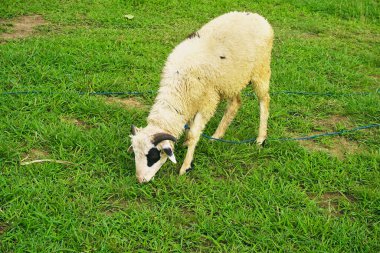 Keçiler geniş bir alanda ot yerler.