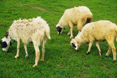 Keçiler geniş bir alanda ot yerler.
