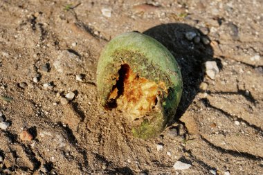 Mango meyvesinin delikleri vardır çünkü meyve fareleri tarafından yenir.