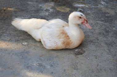 Kümes hayvanları, ördekler, ördekler ve tavuklar.