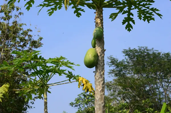 Taze Papaya Meyvesi: Yakın plan Tropikal Lezzet