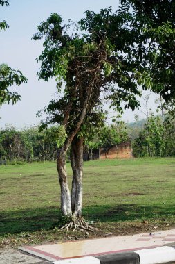 Ağaç nesneleriyle doğal manzara