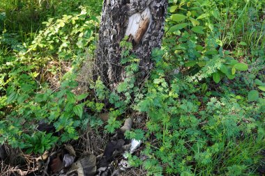 Ağaç nesneleriyle doğal manzara