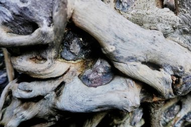 Ağaç nesneleriyle doğal manzara