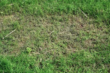 Yeşil otlar bol bol yetişir.