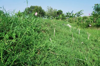 Pirinç tarlalarının ve tarlaların doğal manzarası
