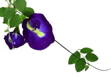 Background with a photo of butterfly pea flowers clipart