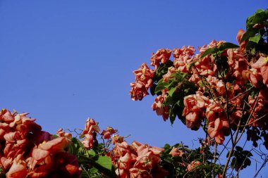 Mussaenda eritrofilla çiçekleri pembedir. Mussaenda eritrophylla 'nın diğer isimleri Ashanti Blood, Red Flag Bush ve Tropik Dogwood' dur..