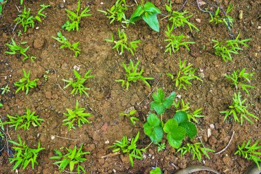 Bahçede tohum yetişiyor.