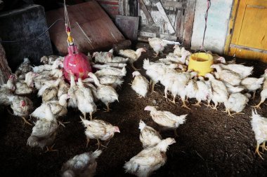 Tavuklar tavuk çiftliğinde yemek yiyor.