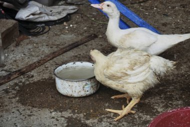 Tavuklar tavuk çiftliğinde yemek yiyor.