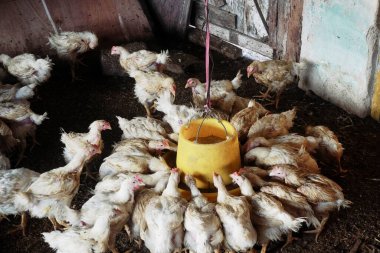 Tavuklar tavuk çiftliğinde yemek yiyor.