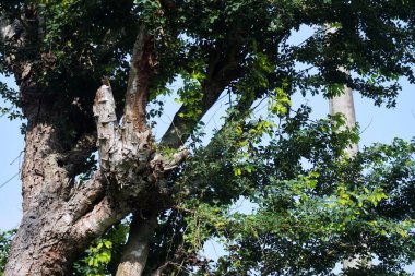 Keçiler geniş bir alanda ot yerler.