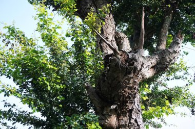 Keçiler geniş bir alanda ot yerler.