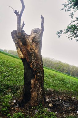 Keçiler geniş bir alanda ot yerler.