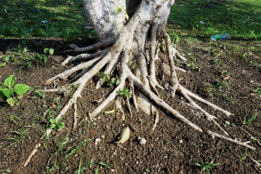 Ağaç kökü nesneleriyle doğal manzara