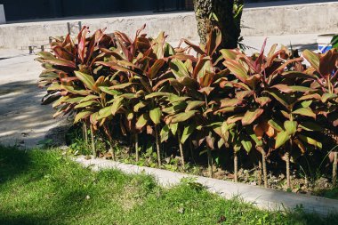 Garden with Cordyline flower plants