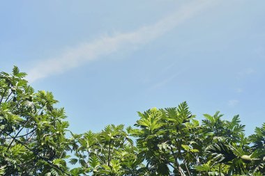 Gökyüzü ve ağaçların doğal görüntüsü