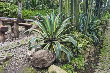Beautiful Variegated Agave flowers in the garden