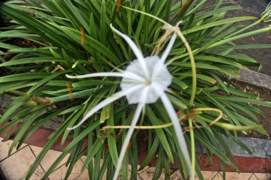 Plaj örümceği zambağı sırt ağrısına iyi gelir.