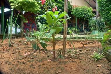 Water Girlfriend flower is useful for treating skin diseases