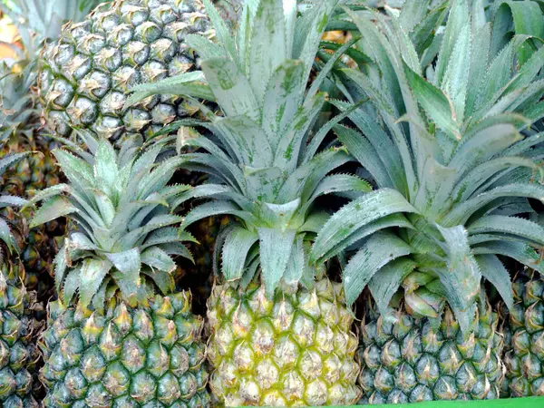 stock image Pineapple, tropical, sweet, tangy, juicy, yellow flesh, nutritious, refreshing.