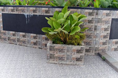 Bahçedeki güzel bitkiler