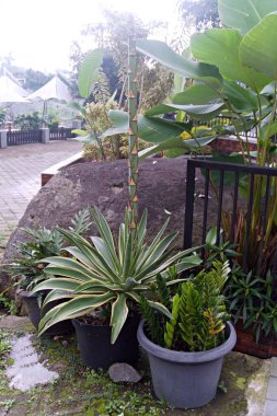 Bahçedeki güzel bitkiler