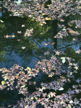 Ormanda sonbahar yaprakları