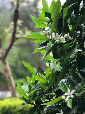 Güzel botanik fotoğrafı, doğal duvar kağıdı.