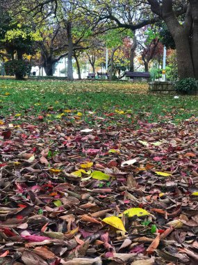 Parkta sonbahar yaprakları