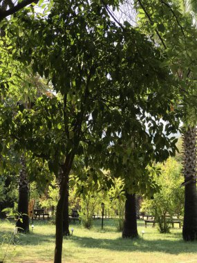 Parkın güzel manzarası