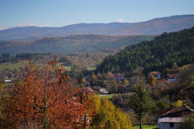 Ormanın sonbahar manzarası