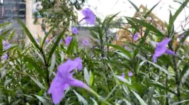 Ho Chi Minh Şehri, Vietnam - 16 Ekim 2022: Vinhome Central Park 'taki Landmark 81 ve diğer yüksek bölümlerin manzarası